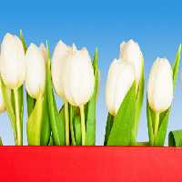 خرید و دانلود عکس IranBCS کد 28307 | پیک فاکس | Pic Fox