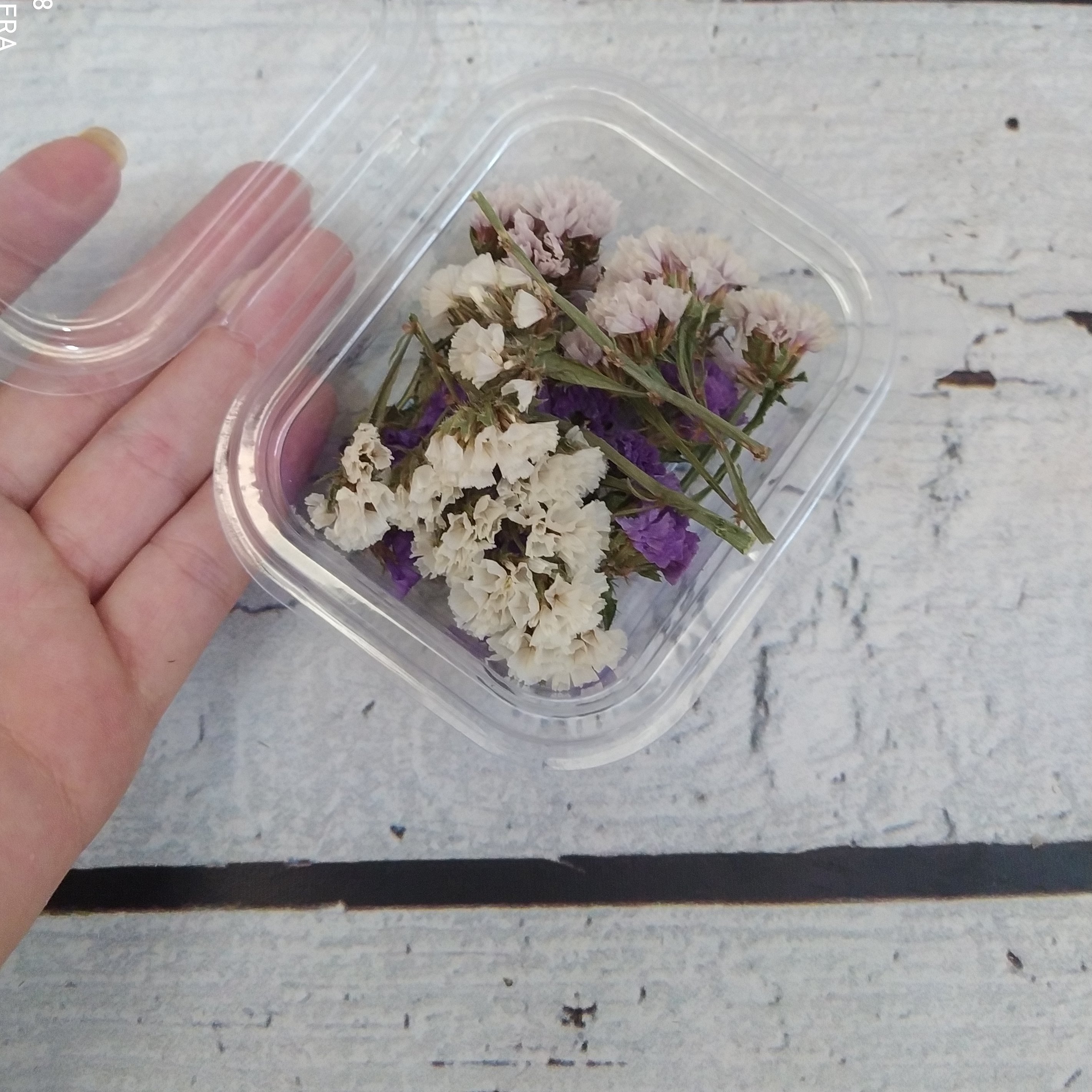 گل خشک زنبوری رنگی تزیینی 