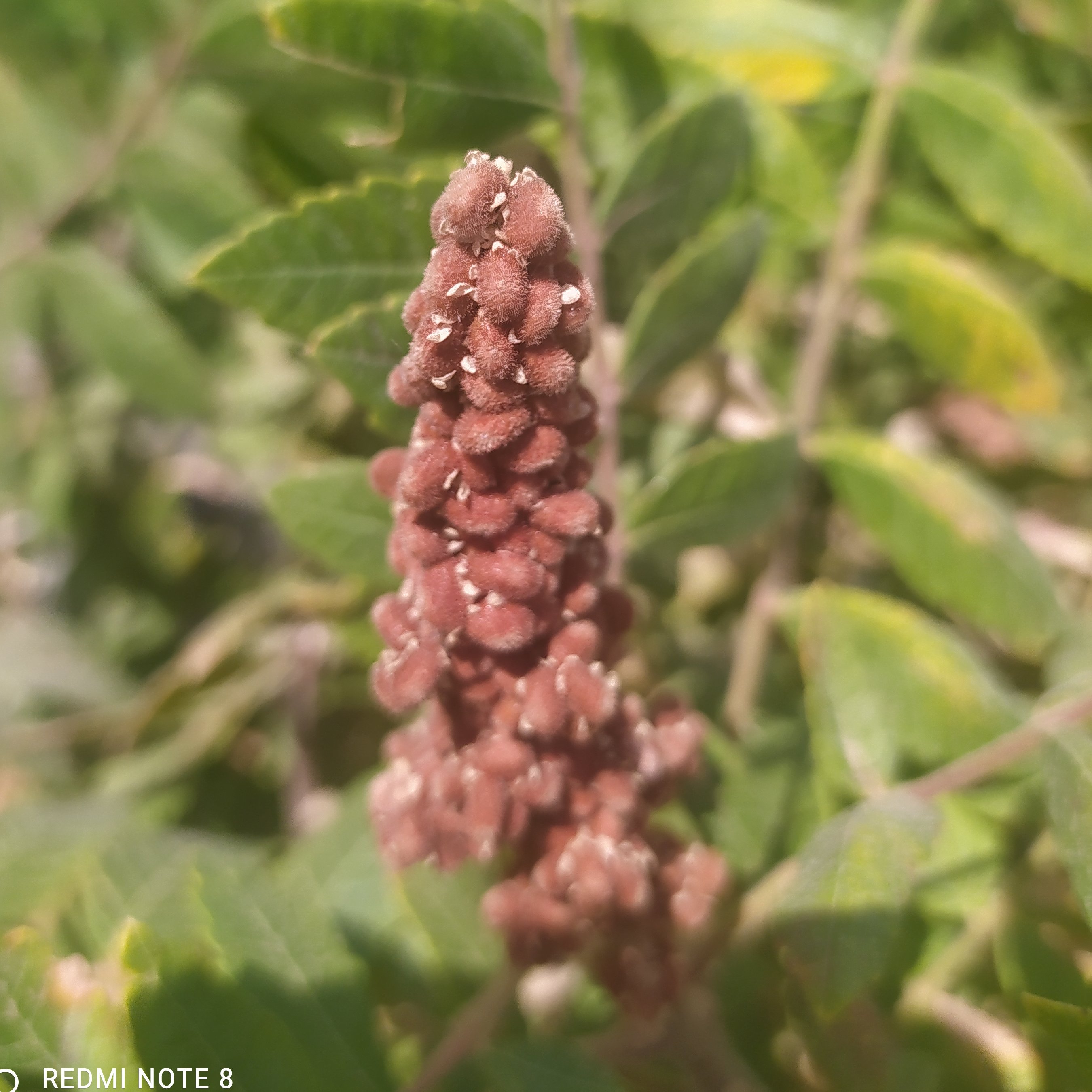 سماق کوهی (30کیلو)محصول امسال به صورت عمده