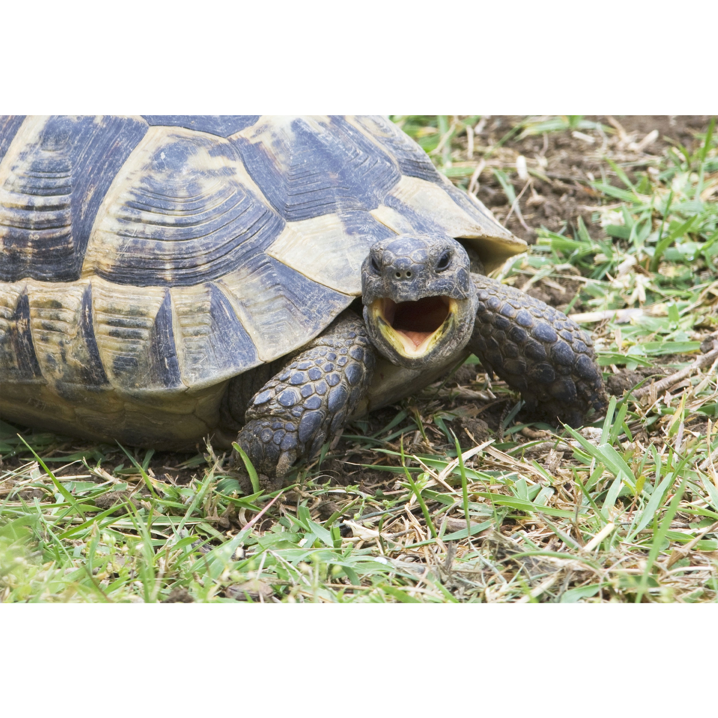 تابلو شاسی طرح لاک پشت مدل T6738