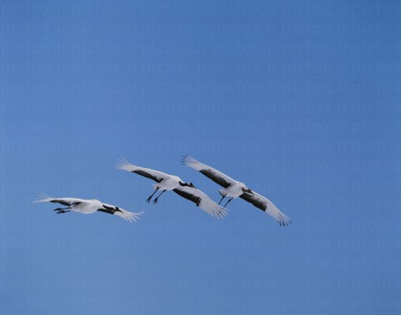 خرید و دانلود عکس Animals-Part-3 - کیفیت بالا | پیک فاکس | Pic Fox