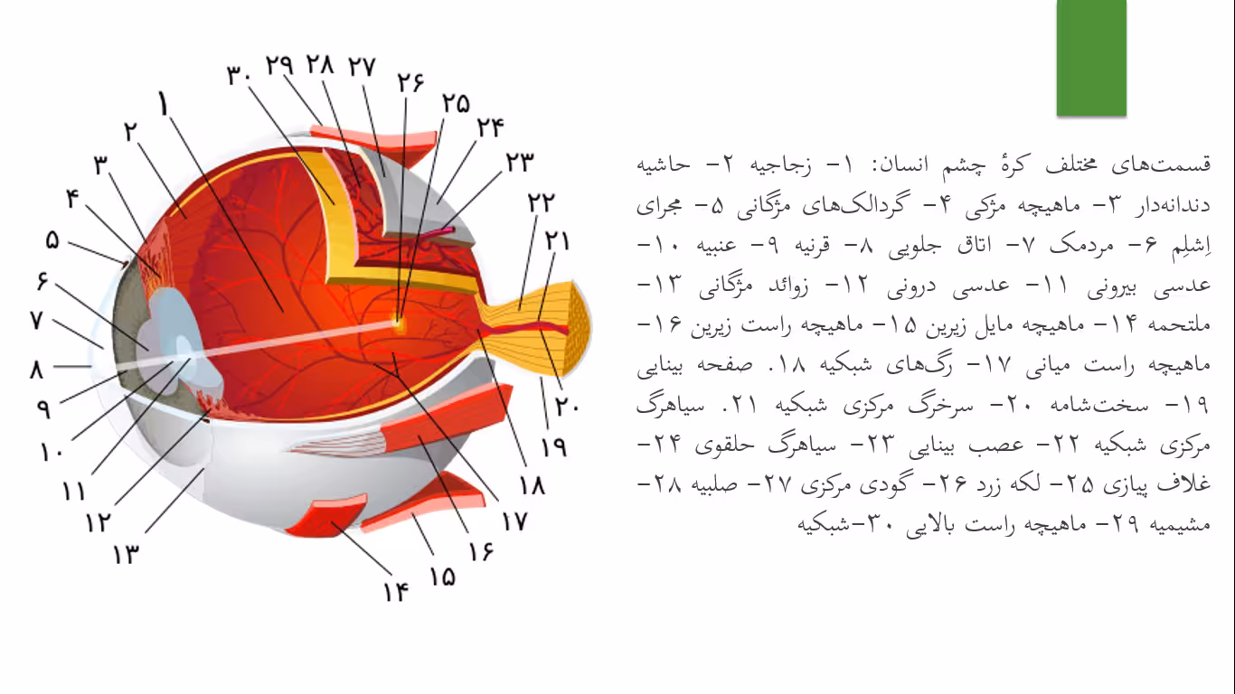 پاوپوینت تحقیق چشم انسان