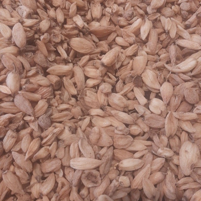 ثعلب قلوه  جمع آوری شده از طبیعت(50گرمی)