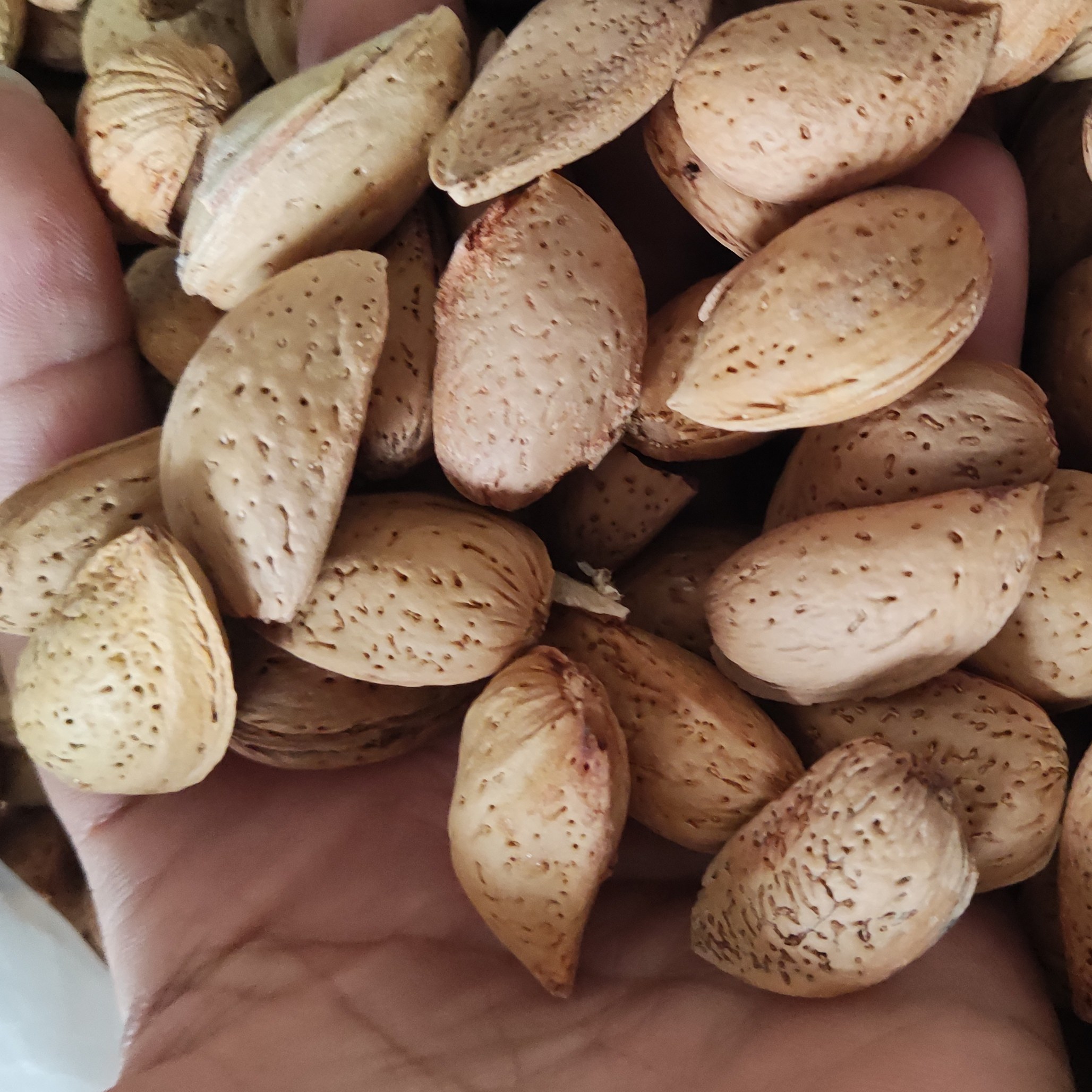 بادام درختی 3کیلویی