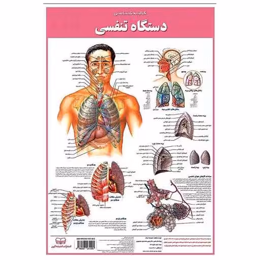 کتاب کالبدشناسی دستگاه تنفسی (50*35)