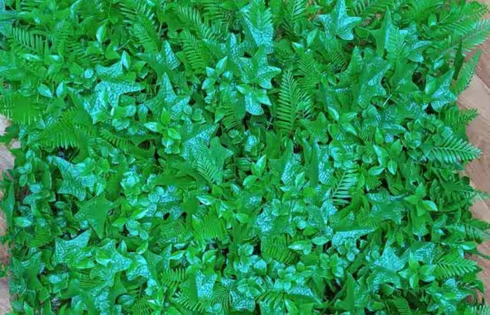 گرین وال دیوارسبز سیکاس پتوس جلبک25*25