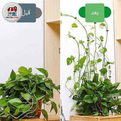 گیره نگهدارنده گل پتوس (10عددی)