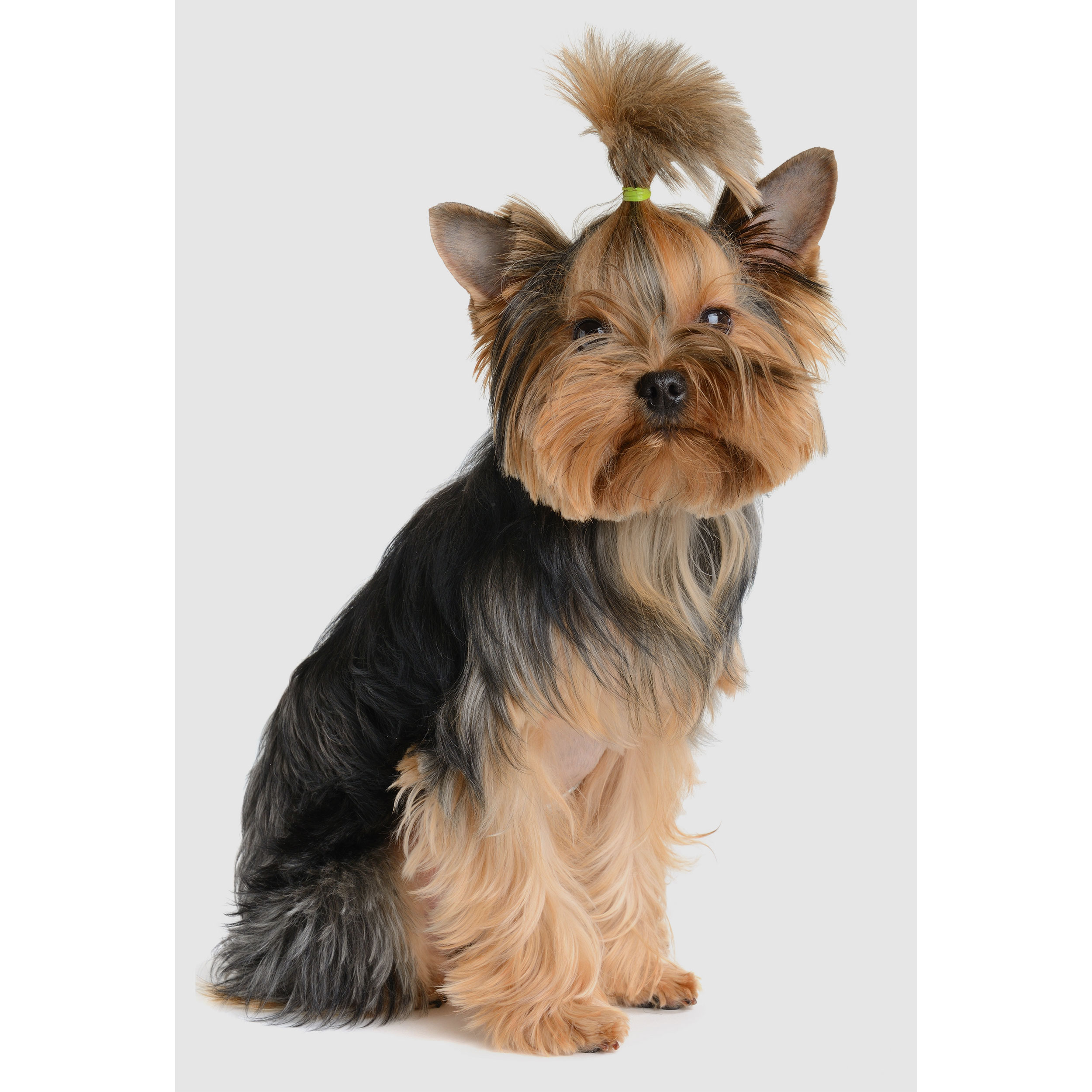 تابلو شاسی طرح سگ مدل T2217