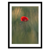 قیمت و خرید تابلو دکوراتیو مدل منظره گل کد 0290