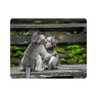 ماوس پد اطلس آبی طرح میمون مدل T1714