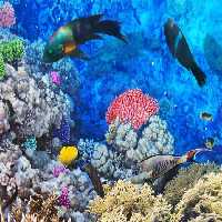 خرید و دانلود عکس Animals-Part-13 - کیفیت بالا | پیک فاکس | Pic Fox