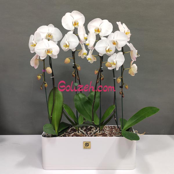 گلدان مستطیلی ارکیده 4بوته