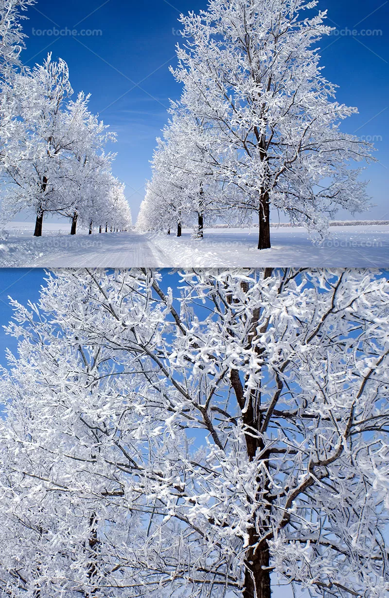 عکس درخت برفی | گرافیک با طعم تربچه