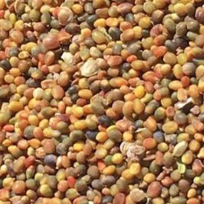 تخم شبدر 100 گرم تصفیه خون. کک ومک. اشتها آور