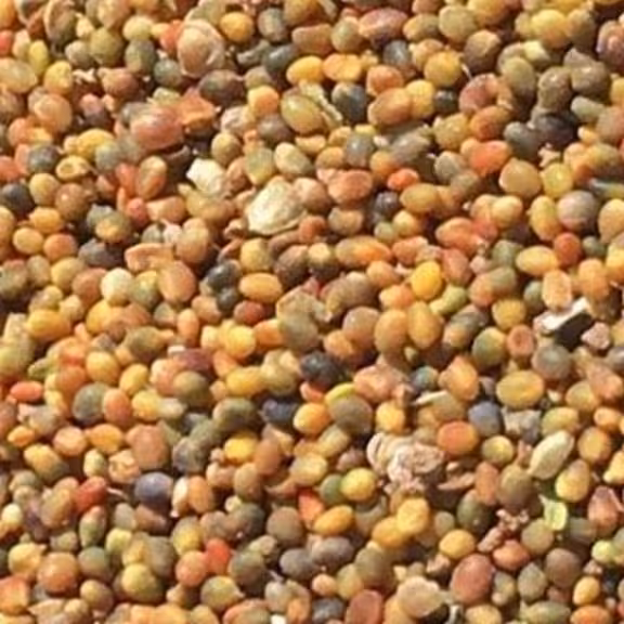 تخم شبدر 100 گرم تصفیه خون. کک ومک. اشتها آور