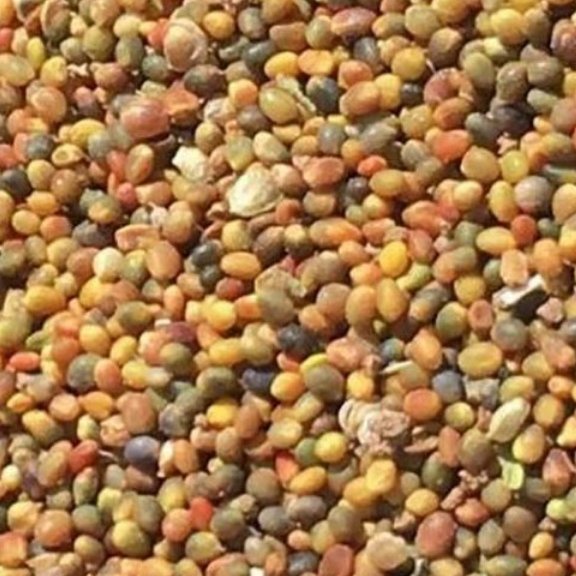 تخم شبدر 100 گرم تصفیه خون. کک ومک. اشتها آور