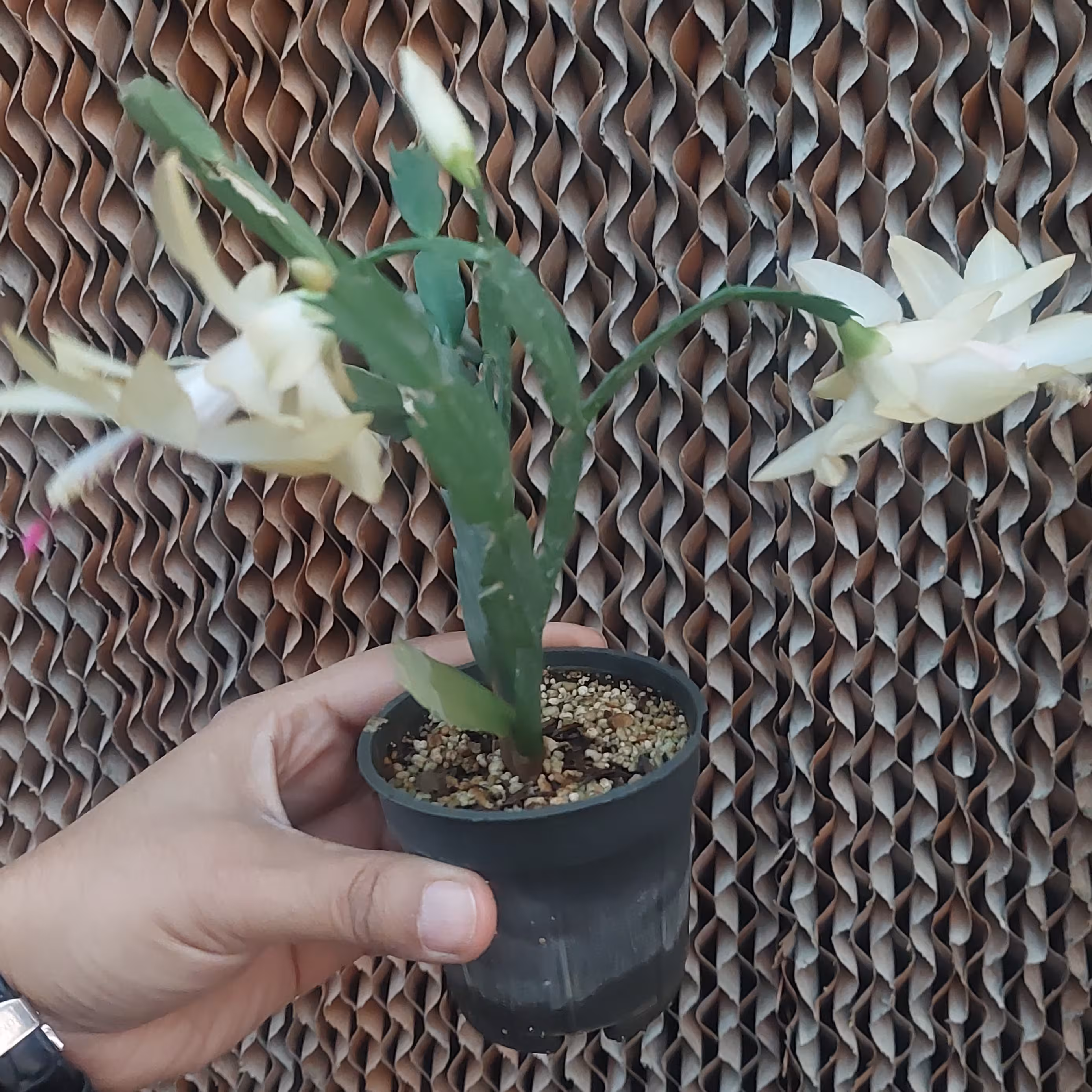 گل گیاه کاکتوس کریسمس  گلدان 8 پس کرایه 