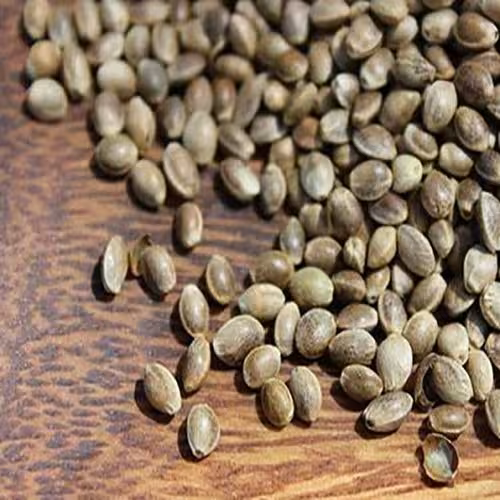 شاهدانه یا بذر کنف