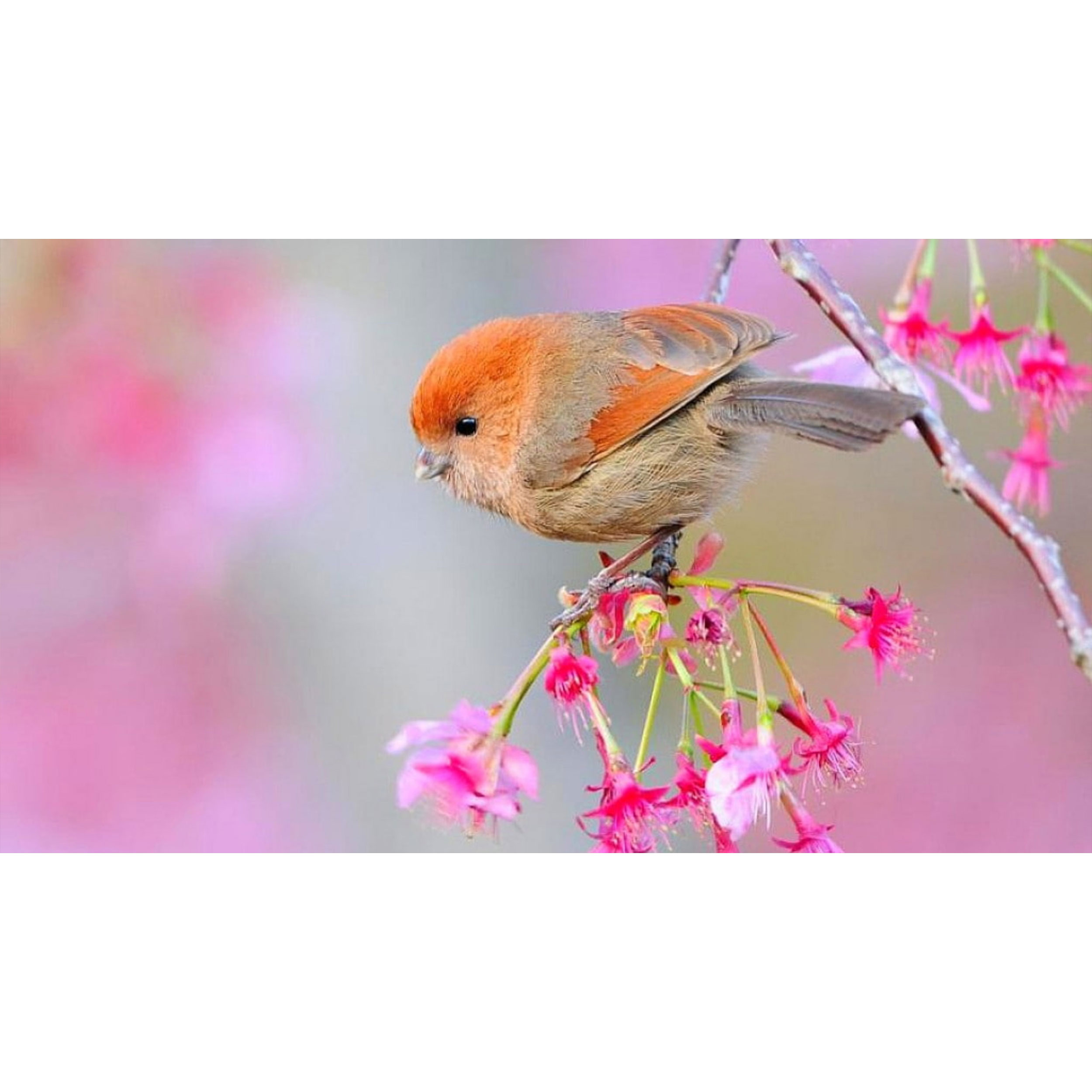 تابلو شاسی طرح پرنده و گل مدل T8086