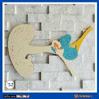 ساختمان گوش