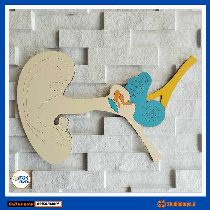 ساختمان گوش