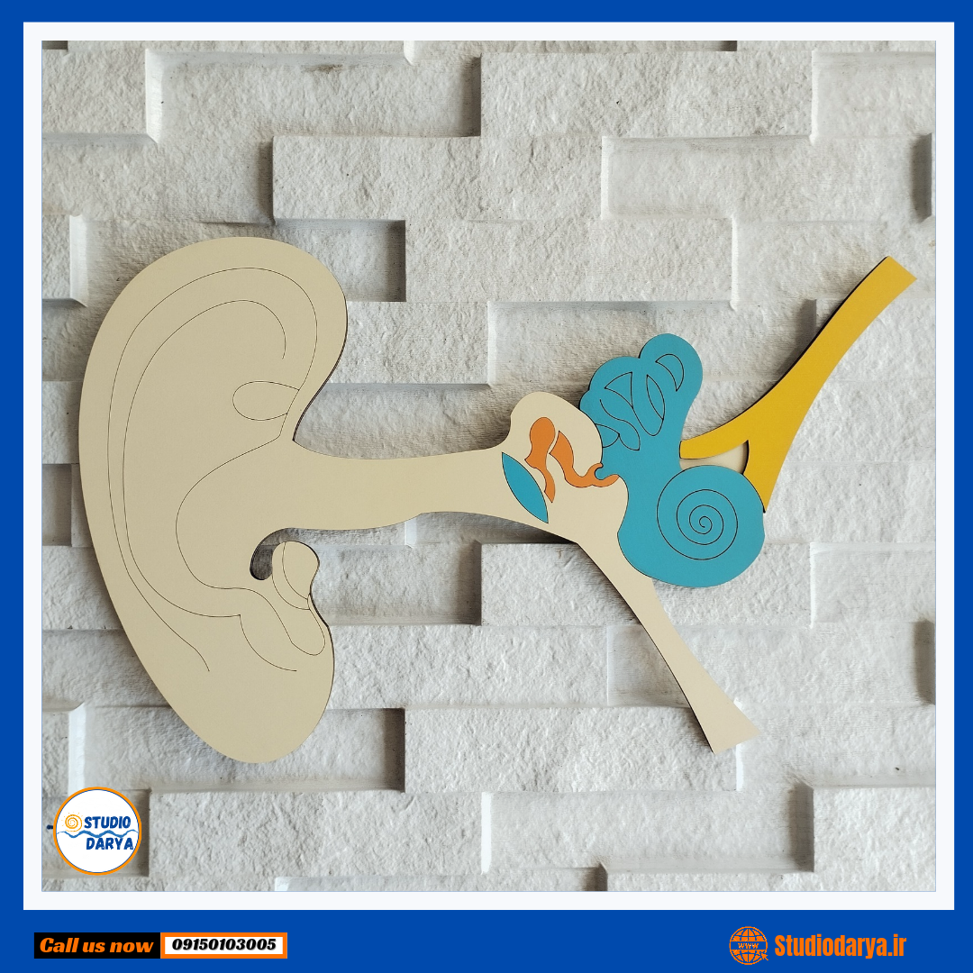 ساختمان گوش