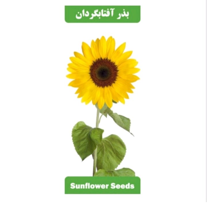 بذر آفتابگردان عطار بانو
