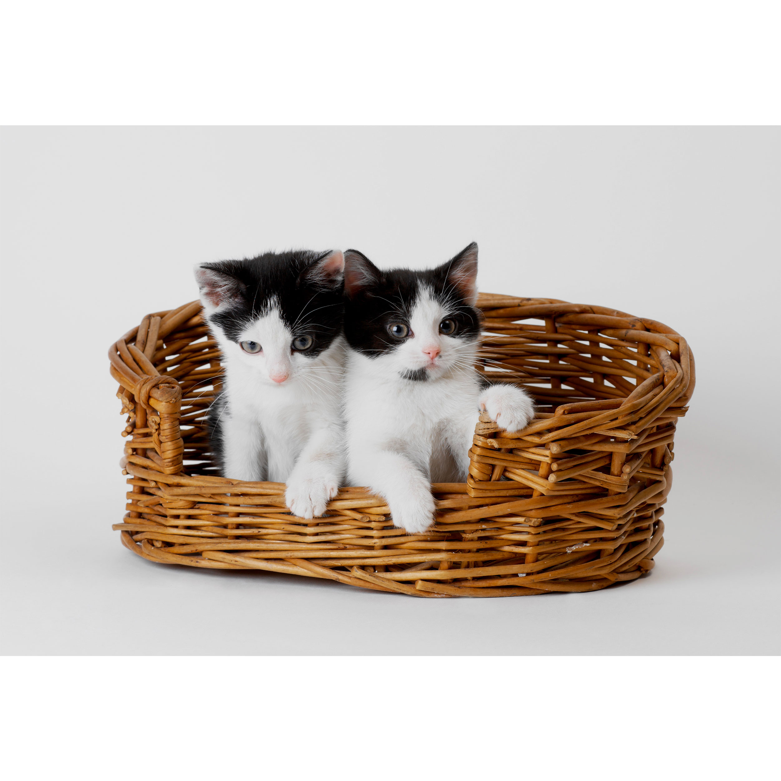 تابلو شاسی طرح سبد و گربه مدل T2151