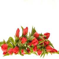 خرید و دانلود عکس IranBCS کد 28275 | پیک فاکس | Pic Fox
