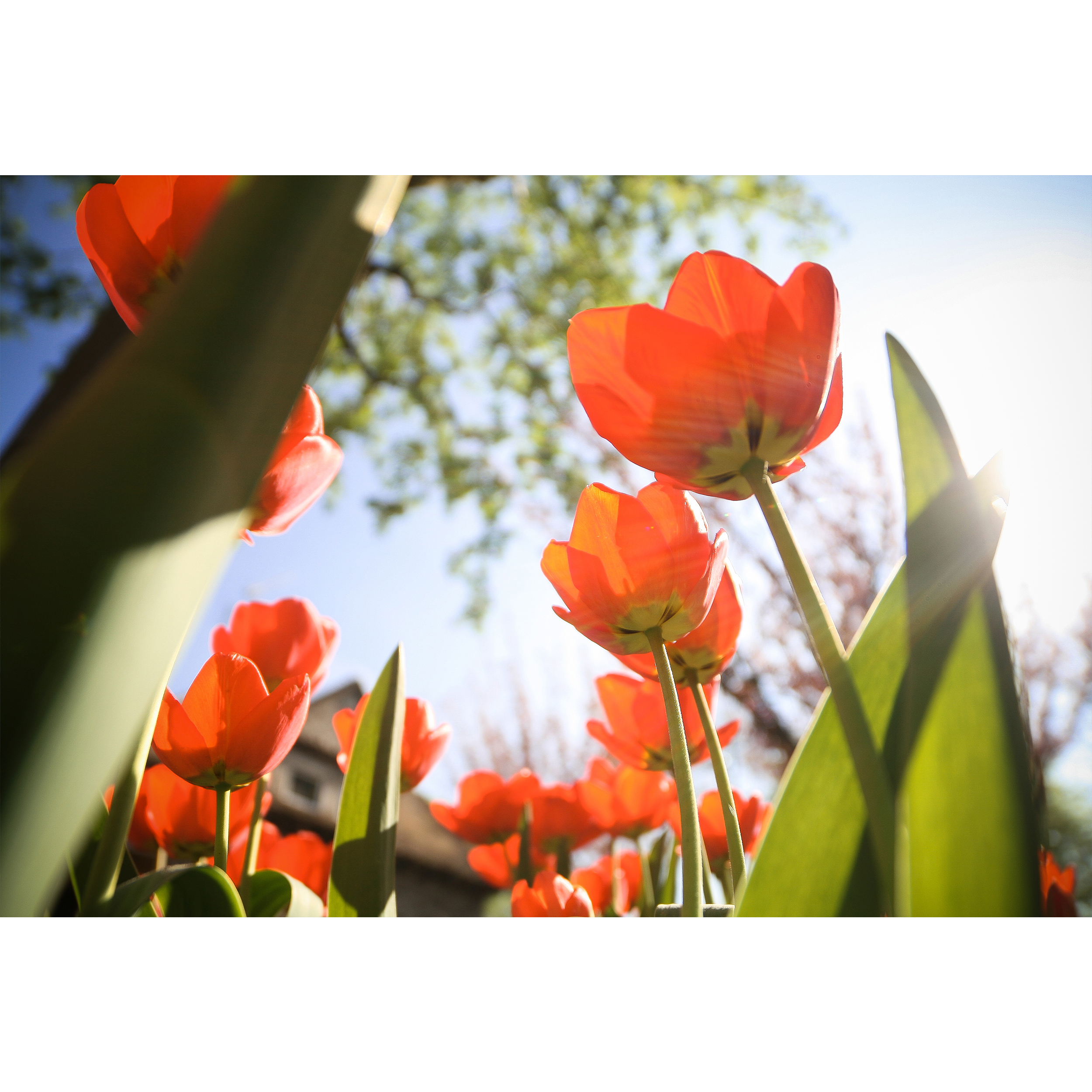 تابلو شاسی طرح گل لاله مدل T1133