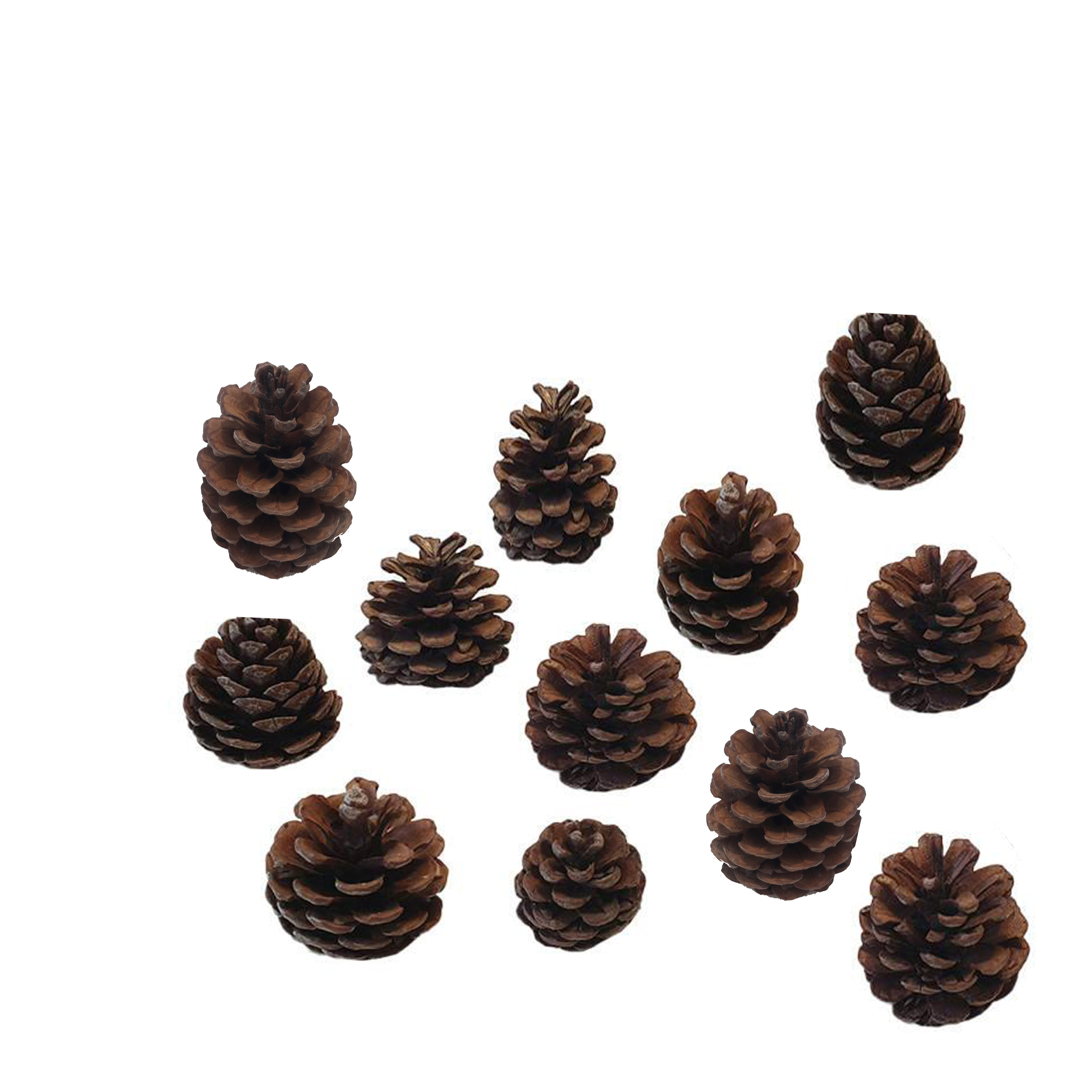 میوه تزیینی مدل کاج 001 بسته 12 عددی