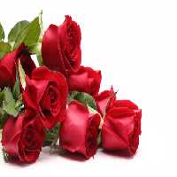 خرید و دانلود عکس Flower-Part-2 کد 17690 | پیک فاکس | Pic Fox