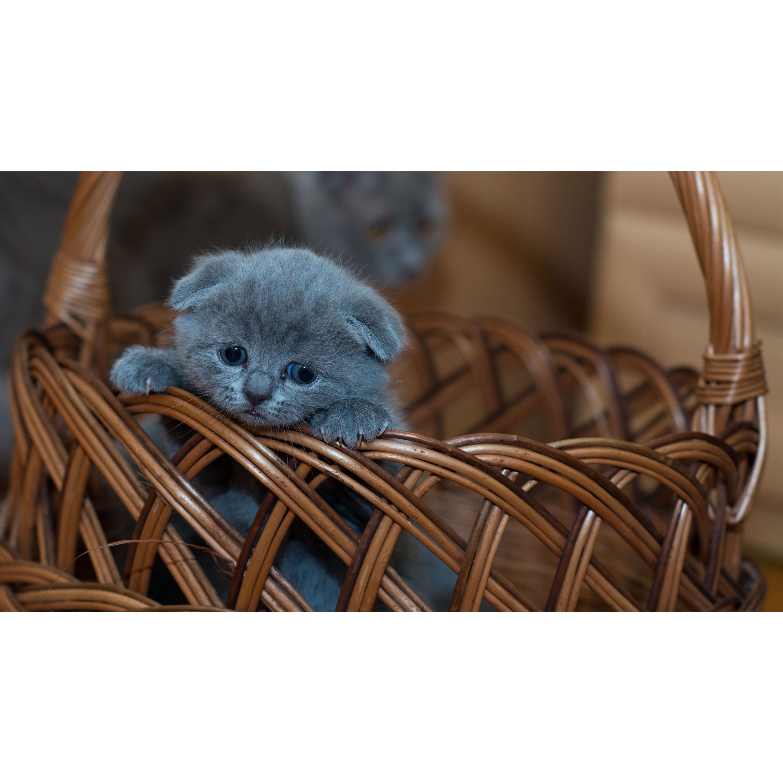 تابلو شاسی طرح گربه و سبد مدل T7953