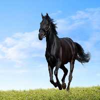 خرید و دانلود عکس IranBCS کد 29289 | پیک فاکس | Pic Fox