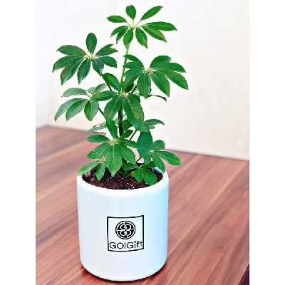  گیاه طبیعی شفلرا سبز گل گیفت کد GP011