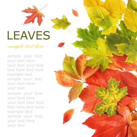 خرید و دانلود عکس Nature-Part-19 کد 35920 | پیک فاکس | Pic Fox