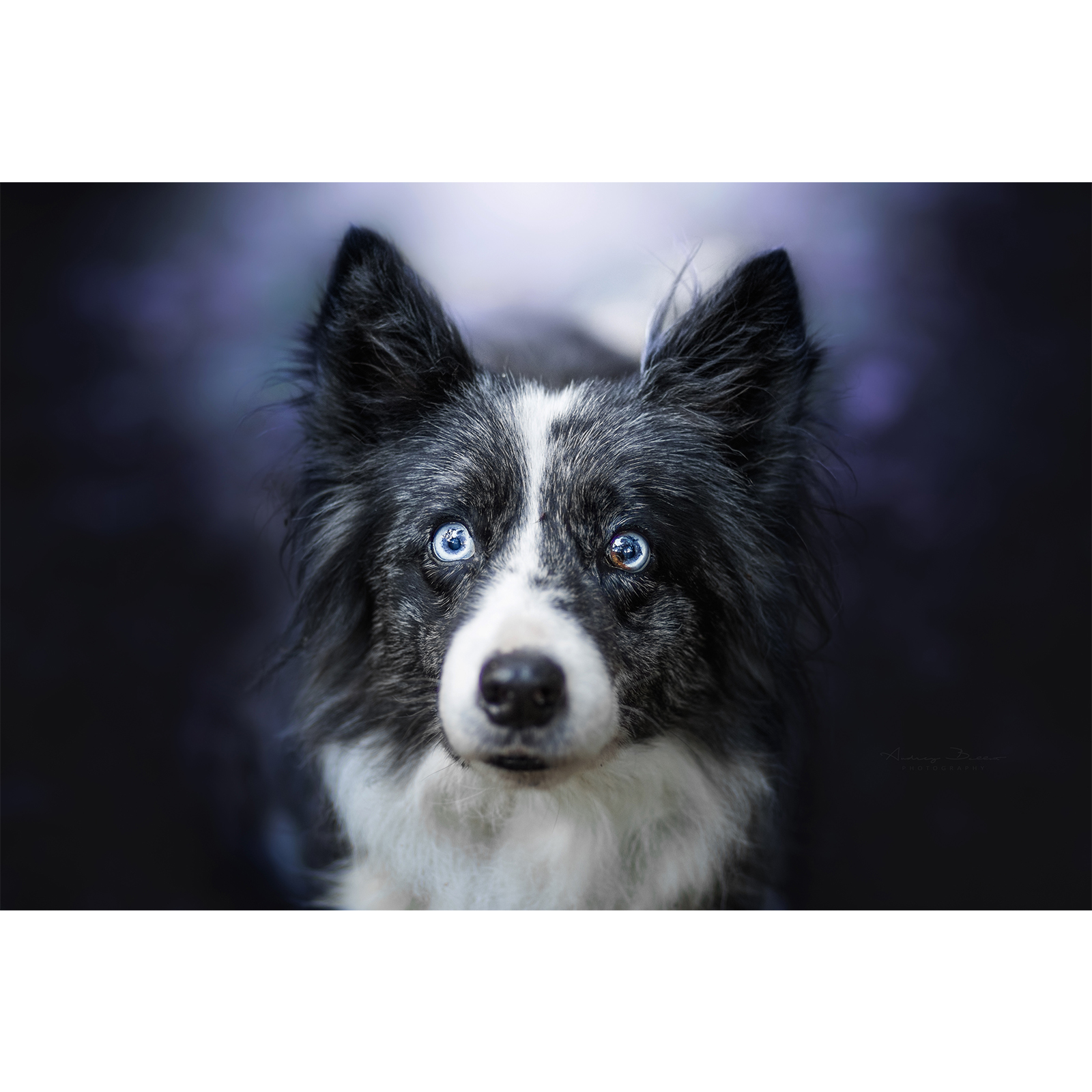  تابلو شاسی سری حیوانات دوست داشتنی کد 271