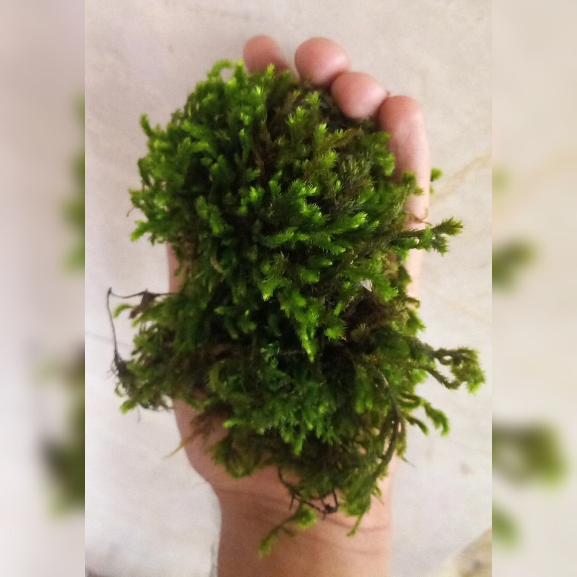 خزه اسفاگنوم ایرانی جنگلی تازه