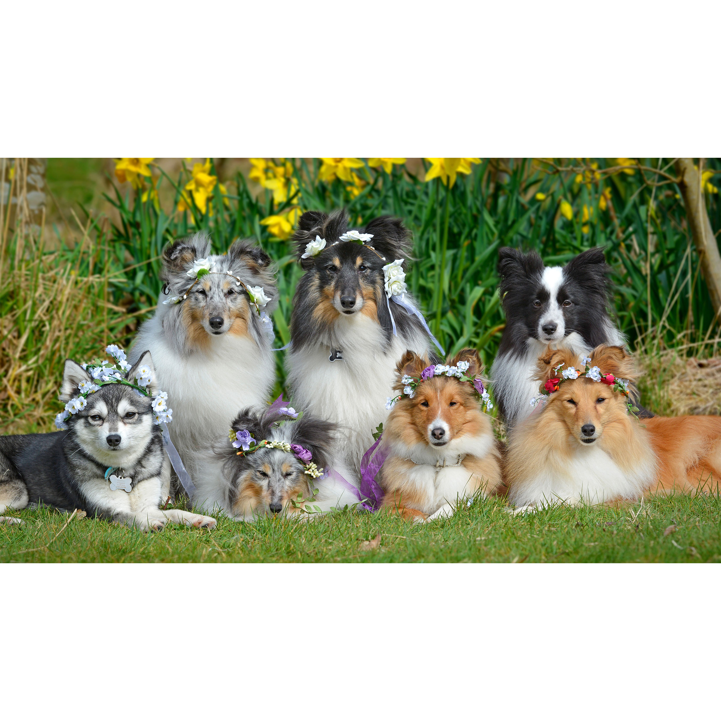 تابلو شاسی طرح سگ مدل T7665