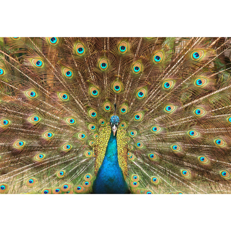 تابلو شاسی مدل طاووس T5900 | دنیای قاب