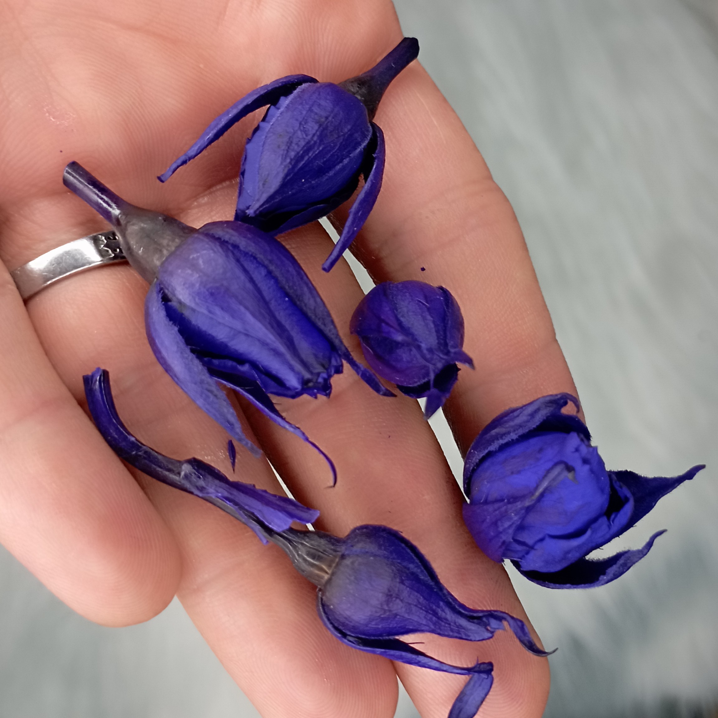 غنچه گل رز جاودان بسته 30عددی کوچیک مینیاتوری زیبا با کیفیت بالا