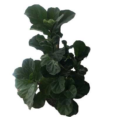 گیاه طبیعی فیکوس لیراتا مدل FL22