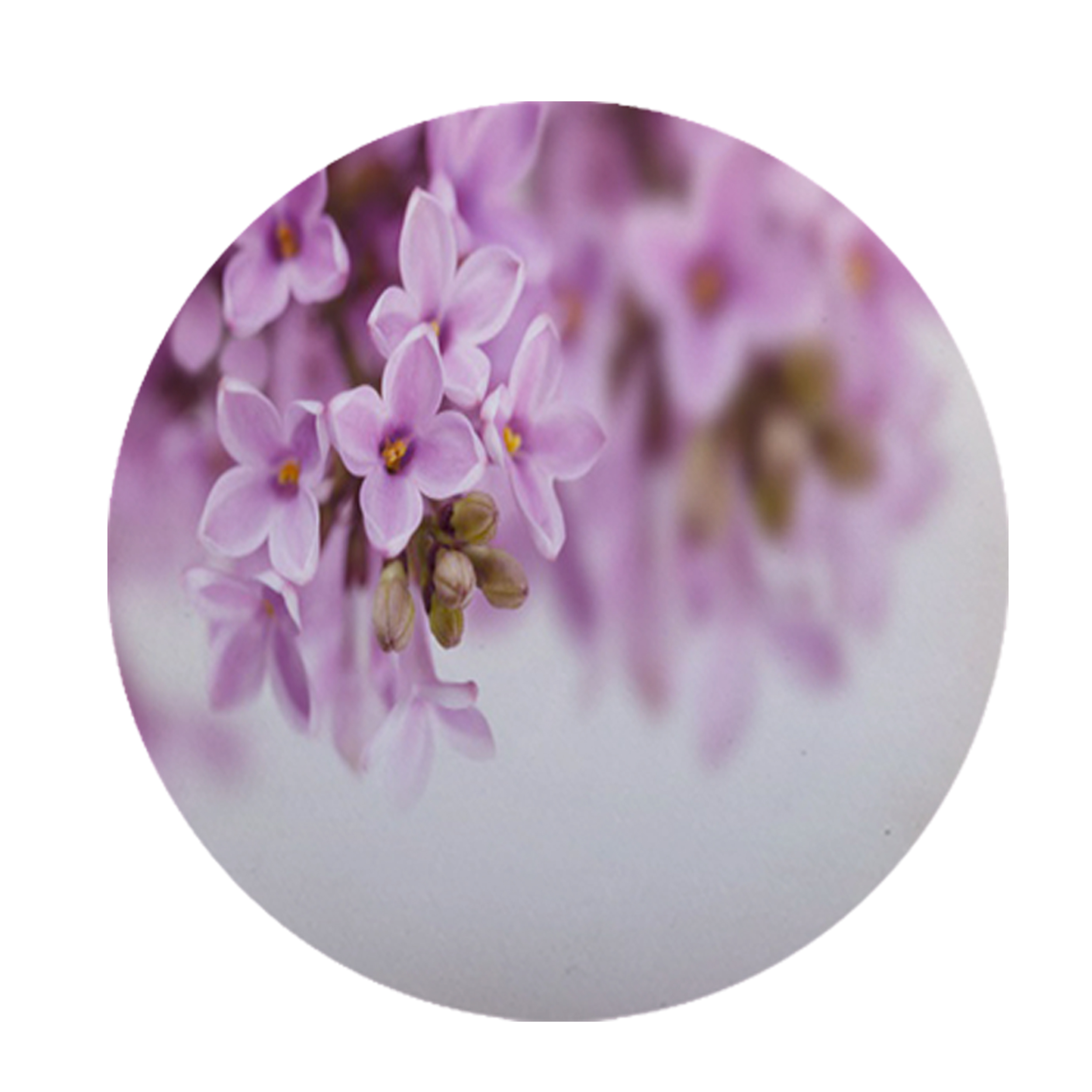 زیرقابلمه ای طرح گل کد 8144 