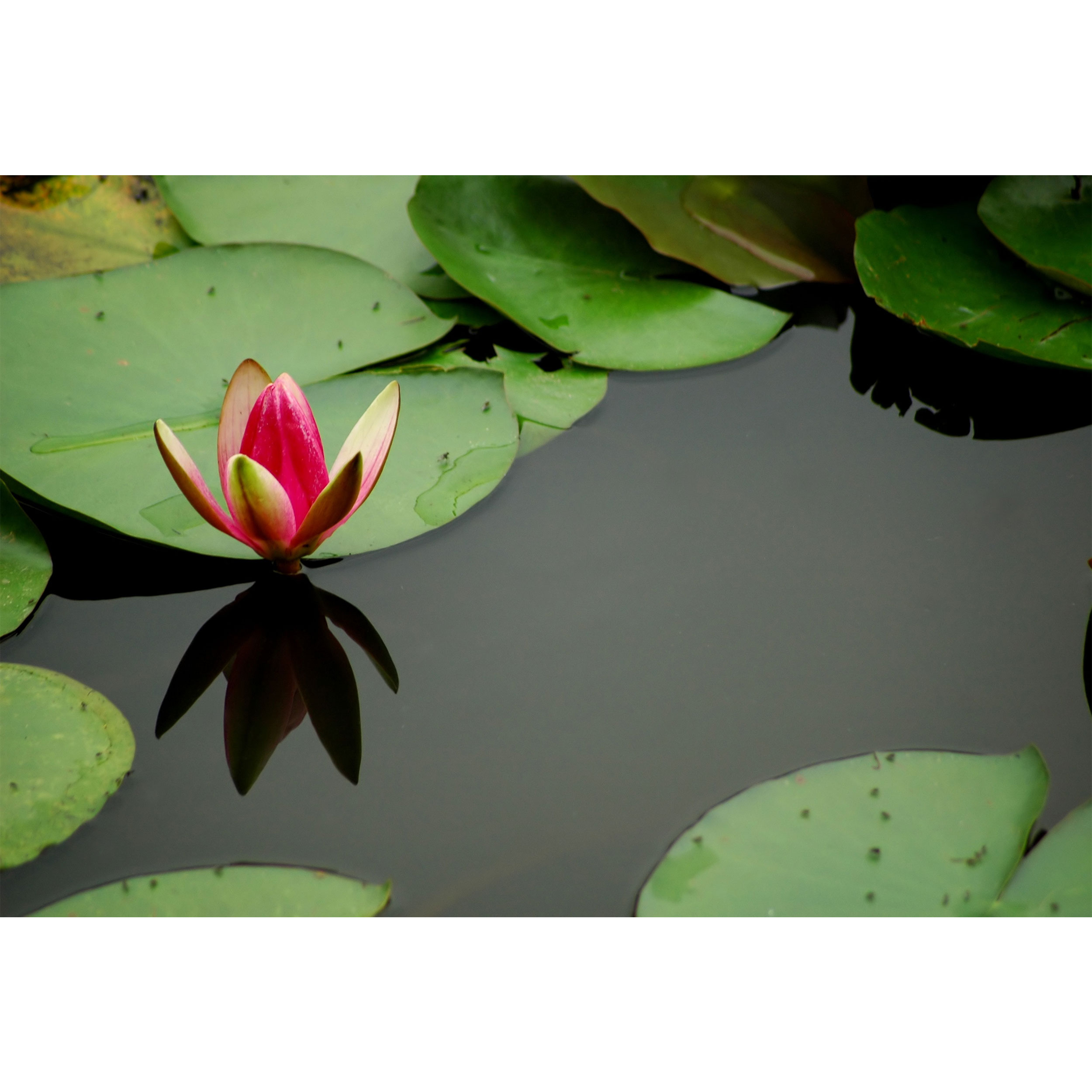 تابلو شاسی مدل گل آتریسا و مرداب و برگ  T7030