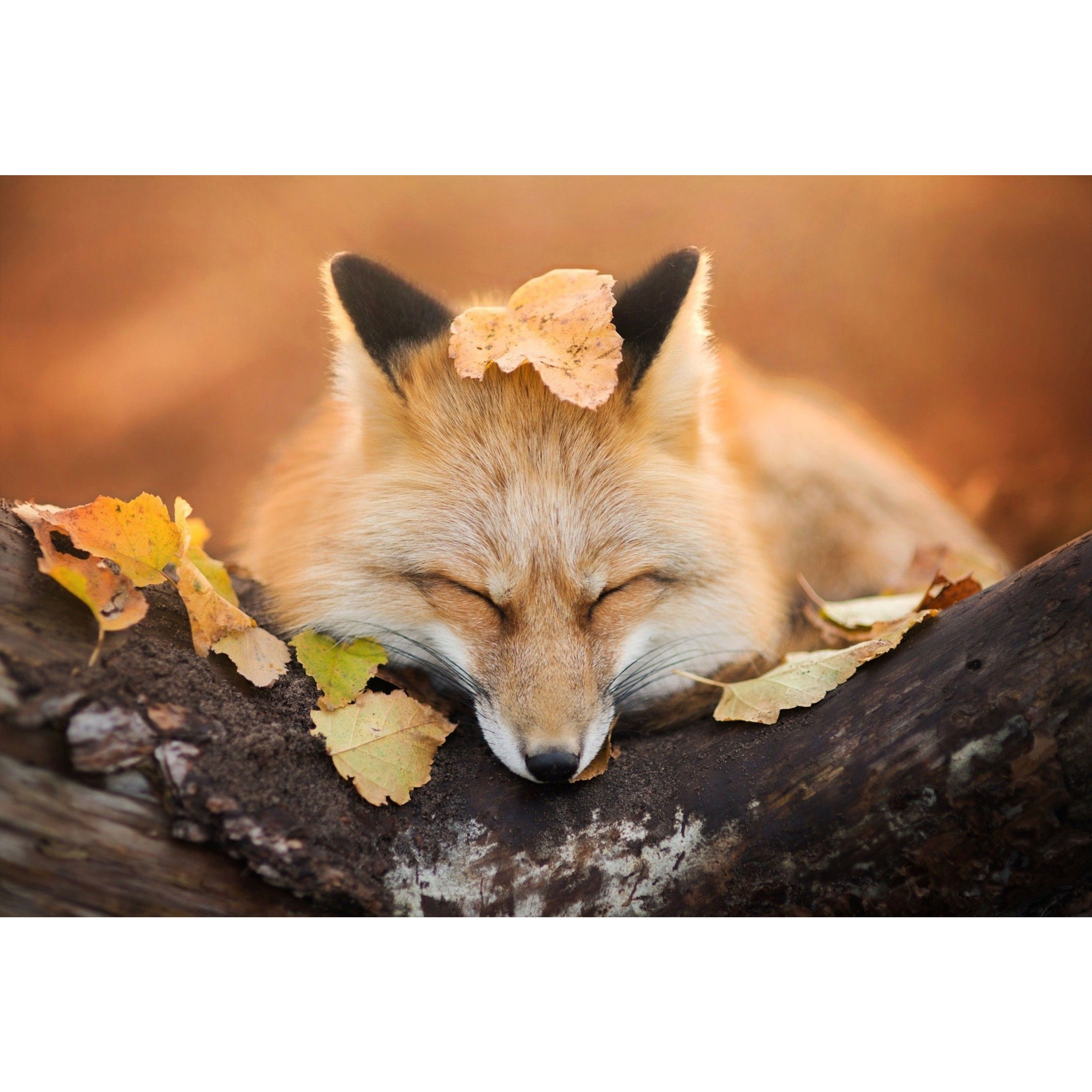 تابلو شاسی طرح روباه مدل T1360