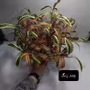 گل مصنوعی مدل برگ آکوبا کد PA.1062