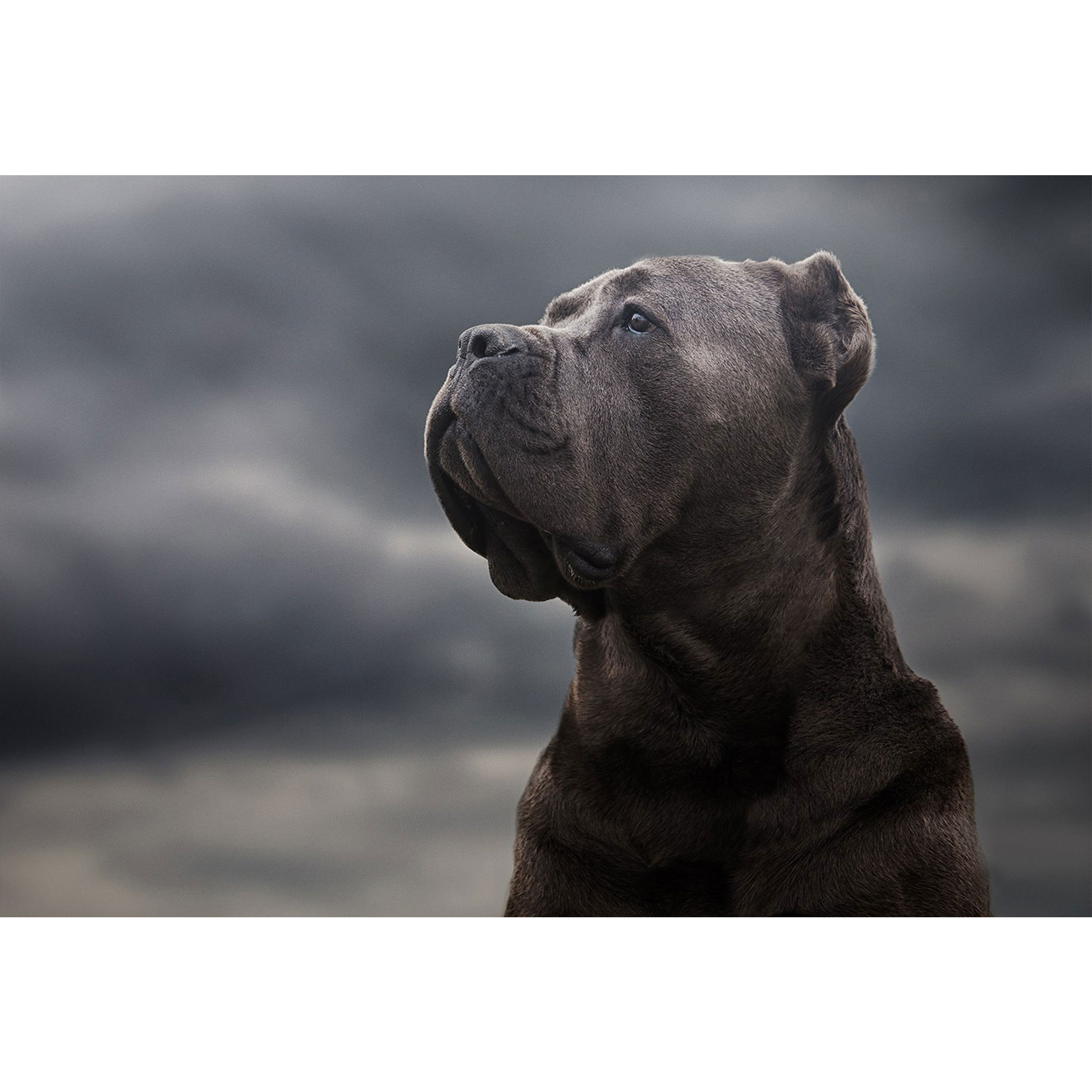 تابلو شاسی طرح سگ پیت بول مدل T1494