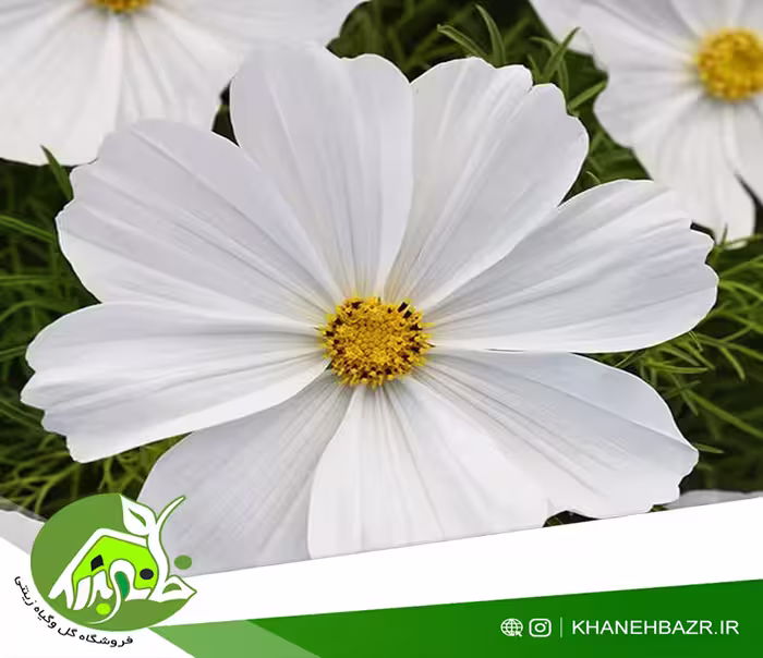 بذر گل ستاره ایی سفید - خانه بذر | فروشگاه بذر وارداتی گل و گیاه زینتی 1404