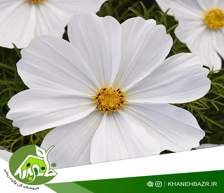 بذر گل ستاره ایی سفید - خانه بذر | فروشگاه بذر وارداتی گل و گیاه زینتی 1404