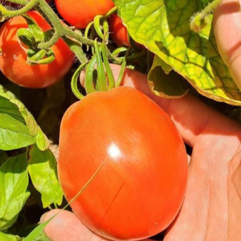گوجه درجه یک